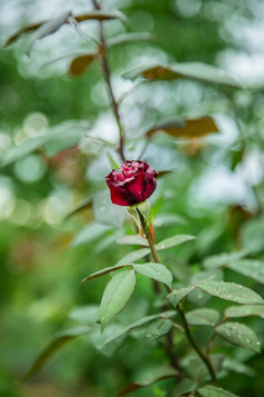 美丽的玫瑰的花园日益增长的不同的品种花美丽的玫瑰花园