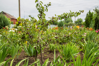 蟹苹果树6月后的雨绿色分支蟹苹果树特写镜头漂亮的蟹苹果蟹苹果树6月后的雨绿色分支蟹苹果树