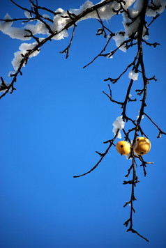 苹果挂树与雪冬天