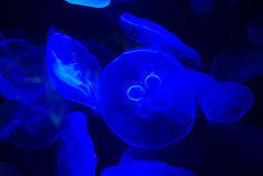 许多美丽的蓝色的月亮水母水族馆