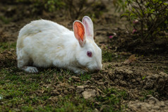 白色彩色的兔子看而吃草