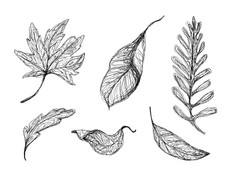 集合波状外形的下降叶子画与黑色的笔集图形植物元素孤立的白色合适的为各种温柔的设计