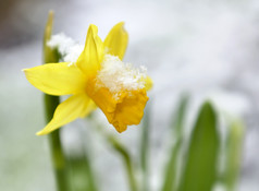 关闭水仙花花园覆盖与雪