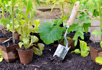 meatl铲种植的土壤蔬菜花园在叶幼苗铲种植的土壤蔬菜花园阿蒙特泥炭能和幼苗不小心植物