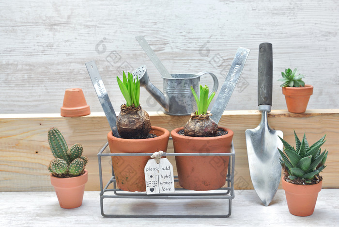 花锅和灯泡植物日益增长的和园艺设备在室内盆栽灯泡植物日益增长的和园艺设备在室内