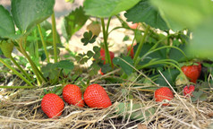 新鲜和成熟的草莓稻草花园