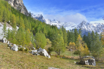 秋天的景观高<strong>山</strong>森林落叶<strong>松树</strong>与<strong>山</strong>覆盖与雪森林落叶<strong>松树</strong>与冰川回来高<strong>山山</strong>