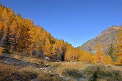 秋天的树叶树美丽的高山山下蓝色的天空秋天的树叶树美丽的高山山