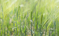 关闭绿色麦片植物日益增长的阳光明媚的场关闭麦片植物日益增长的阳光明媚的场