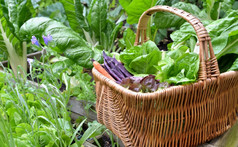 新鲜的蔬菜柳条篮子收获花园