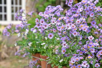 布什Aster花盛开的的花园农村房子布什Asterflowersblooming的花园农村房子