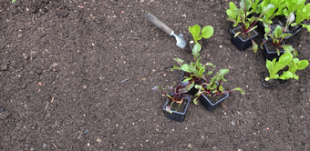 <strong>幼苗</strong>生菜和甜菜能把的土壤花园与复制空间<strong>幼苗</strong>生菜能把的土壤花园与复制空间