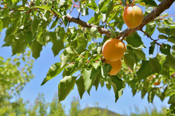 特写镜头杏子日益增长的的树下蓝色的天空特写镜头杏子日益增长的的树下蓝色的天空