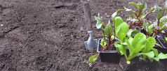 铲下一个幼苗生菜与复制空间土壤背景
