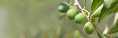 特写镜头新鲜的橄榄日益增长的分支的树全景视图特写镜头新鲜的橄榄日益增长的分支的树全景视图
