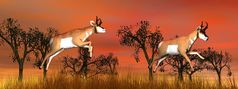 两个叉角羚羚羊跳在黄色的草和在树美丽的红色的日落