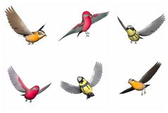 色彩斑斓的鸣鸟白色背景蜡嘴鸟songbird唐纳雀songbird和wablersongbird集鸣鸟渲染