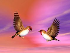 两个美丽的思嘉雀鸟飞行脸脸说话勾引每一个其他色彩斑斓的背景天空思嘉雀鸟夫妇渲染