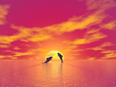 影子两个小海豚跳的海洋向的太阳红色的日落