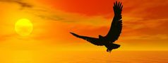影子鹰飞行的太阳红色的日落在的海洋