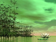 一个白色莉莉花下一个竹子绿色背景Zen自然渲染
