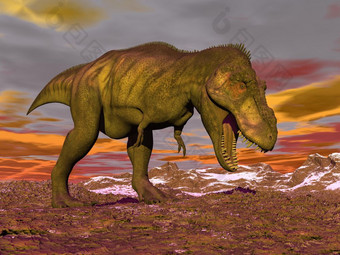 开拓进取暴龙恐龙走的沙漠橙色多云的冬天一天与它的口开放显示他的牙齿