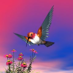 红褐色的蜂鸟飞行在红色的雏菊多云的一天渲染红褐色的蜂鸟渲染