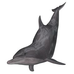 海豚孤立的白色背景渲染海豚渲染