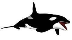 杀手鲸鱼开放口孤立的白色背景渲染杀手鲸鱼开放口渲染