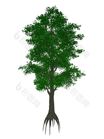 小叶的石灰小叶林登蒂利亚文明树孤立的白色背景渲染小叶的石灰小叶林登蒂利亚文明树渲染