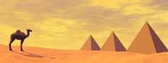 一个骆驼站前面三个神秘的金字塔的沙漠日落