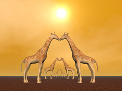 几个长颈鹿夫妇日落