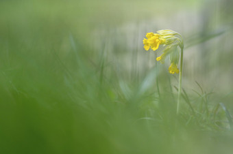 那喀索斯水仙花<strong>淡黄色</strong>春天花与不错的散景花园那喀索斯水仙花<strong>淡黄色</strong>春天花与不错的散景