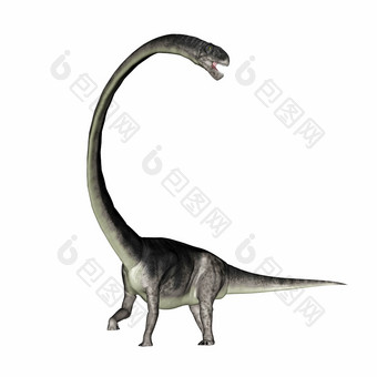 奥梅萨龙恐龙咆哮的与它的长脖子孤立的白色背景渲染奥梅萨龙恐龙咆哮的与它的长脖子渲染