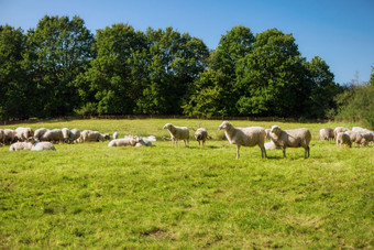羊群的多森穆尔Schleswig-Holstein德国