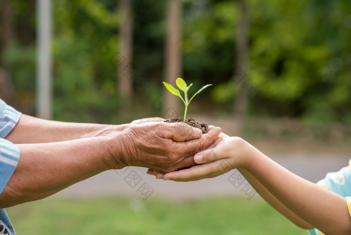 小树日益增长的与土壤转发交付之间的的手的上了年纪的和孩子们与的绿色森林背景显示的哪为的环境与可持续发展的发展