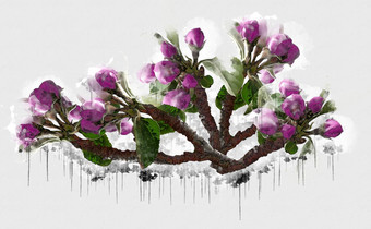 淡紫色紫色的花白色美丽的豪华的花画水彩风格艺术李子开花花插图摘要帆布绘画完整的浪漫使用为婚礼装饰
