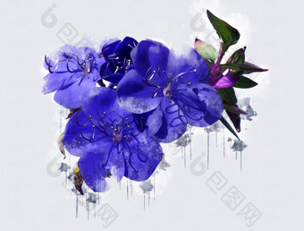蓝色的紫罗兰色的紫色的虹膜花美丽的豪华的花画水彩风格艺术李子开花花插图摘要帆布绘画完整的浪漫婚礼装饰