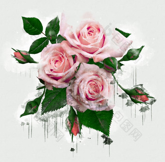 粉红色的紫色的桃子与绿色叶子玫瑰美丽的豪华的花画水彩风格艺术李子开花花插图摘要帆布绘画完整的浪漫使用为婚礼装饰