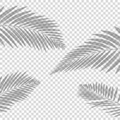 影子效果棕榈叶透明的背景向量插图