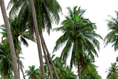 椰子棕榈树花园度假胜地棕榈种植园椰子农场泰国树干和绿色叶子椰子棕榈树异国情调的热带树夏天海滩树自然源椰子石油