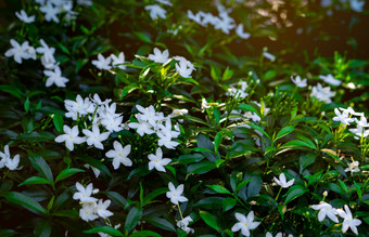 栀子花角茉莉花栀子花jasminoides白色花与绿色叶子的早....与阳光新鲜的环境白色花花园花园设计和维护<strong>背景</strong>概念