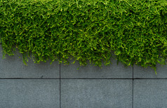 绿色离开艾薇覆盖混凝土墙纹理背景植物墙为空气净化绿色墙艾薇为减少能源消费建筑绿色离开艾薇墙吸收灰尘为清洁空气