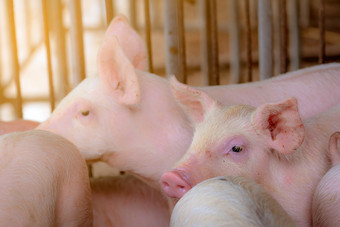 小猪农场小粉红色的小猪非洲猪发热和猪<strong>流感</strong>概念牲畜农业猪肉肉行业健康的和可爱的猪摊位精品哺乳动物动物猪繁殖