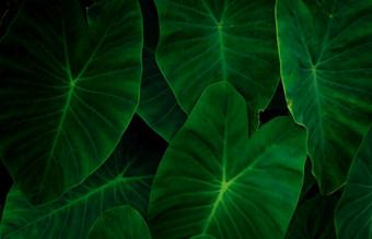 特写镜头绿色叶子大象耳朵丛林绿色叶纹理背景与最小的模式绿色叶子热带森林黑暗背景绿色植物壁纸植物花园晚上