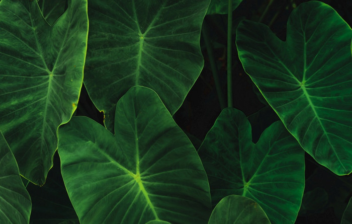 绿色叶子大象耳朵丛林绿色叶纹理与最小的模式绿色叶子热带森林植物花园绿色植物壁纸为水疗中心精神健康和心治疗