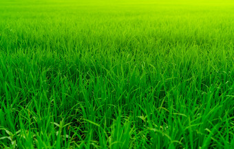 大米种植园绿色大米帕迪场有机大米农场亚洲大米日益增长的农业绿色帕迪场paddy-sownricefield培养亚洲食物绿色草叶子与雨滴