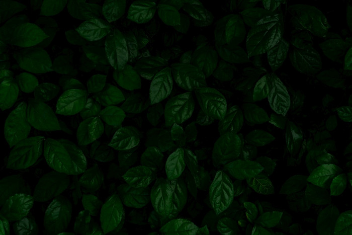 密集的黑暗绿色叶子的花园翡翠绿色叶纹理自然摘要背景热带森林以上视图黑暗绿色叶子与自然模式热带植物壁纸绿色植物