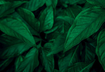 黑暗绿色叶子的花园翡翠绿色叶纹理自然摘要背景热带森林以上视图黑暗绿色叶子与自然模式热带植物壁纸绿色植物