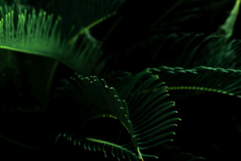 黑暗绿色叶子的花园绿色叶纹理自然摘要背景热带森林以上视图黑暗绿色叶子与自然模式晚上热带植物壁纸绿色植物